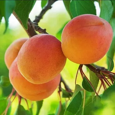 Абрикос ДЕБЮТ  Абрикос ДЕБЮТ в Кирове