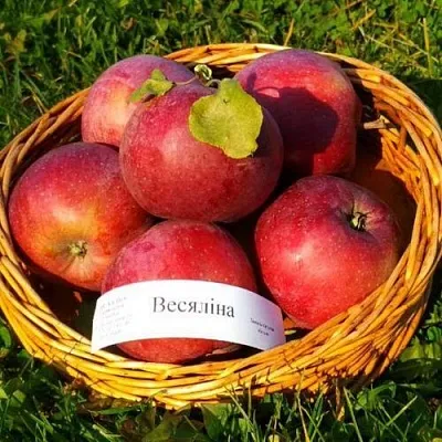 Яблоня ВЕСЯЛИНА  Яблоня ВЕСЯЛИНА в Кирове