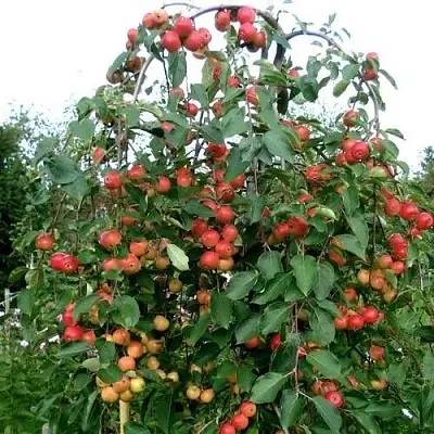 Яблоня ХЮВИНГИЕНЗИС декоративная  Яблоня ХЮВИНГИЕНЗИС декоративная в Кирове