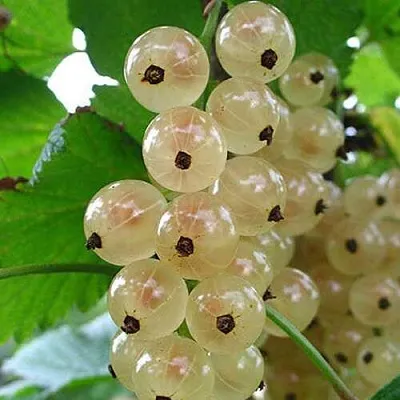 Смородина белая ЮТЕРБОРГСКАЯ в Кирове