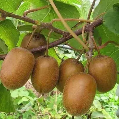 Актинидия ХЕЙВАРД деликатесная  в Кирове