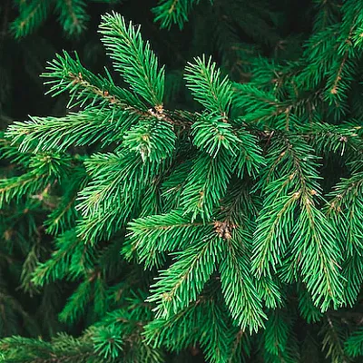 Ель в Кирове