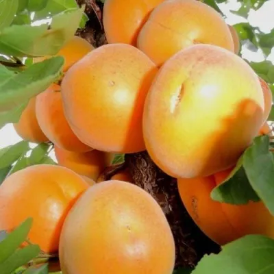 Абрикос ДЕСЕРТНЫЙ — описание сорта Абрикос ДЕСЕРТНЫЙ в Кирове
