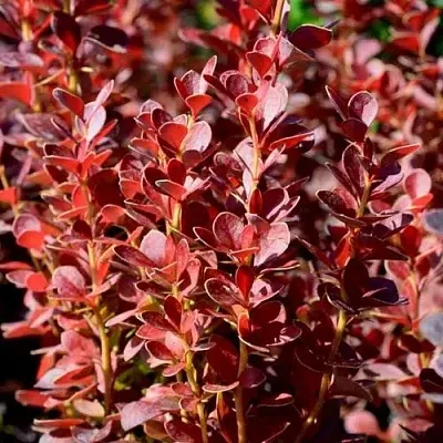 Барбарис ВУЛКАНО тунберга  Барбарис ВУЛКАНО тунберга в Кирове