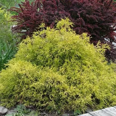 Кипарисовик ГОЛДЕН МОП горохоплодный в Кирове