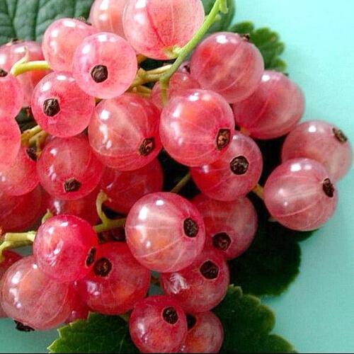 Смородина белая ПРЫГАЖУНЯ (РОЗОВАЯ) в Кирове