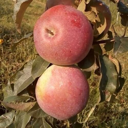 Яблоня АКСАМИТ в Кирове