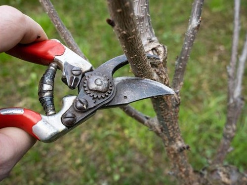 Обрезка черешни: виды, сроки и правила для высокого урожая