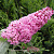 Буддлея давида ПИНК ДЕЛАЙТ в Кирове