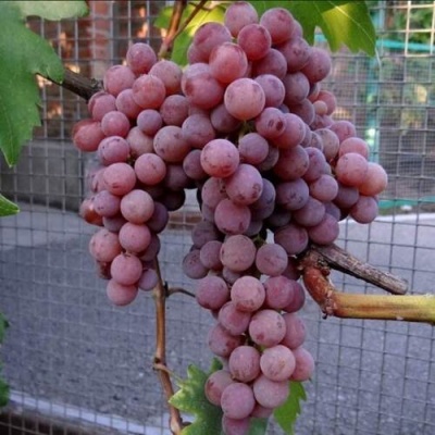 Виноград ЭЛЕГИЯ в Кирове