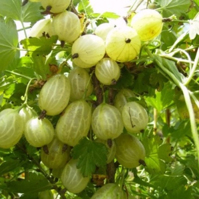 Крыжовник ИНВИКТА в Кирове