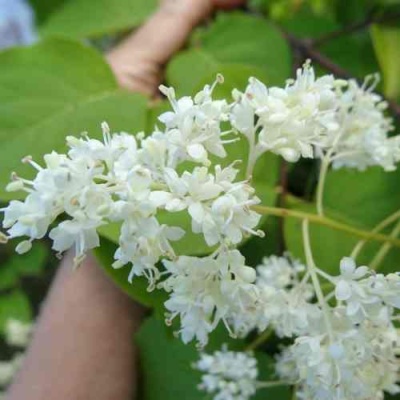 Сирень АМУРСКАЯ в Кирове