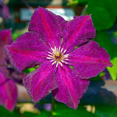 Клематис ГРЮНВАЛЬД в Кирове