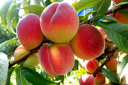 Сорта плодовых деревьев - Персики, нектарины, абрикосы