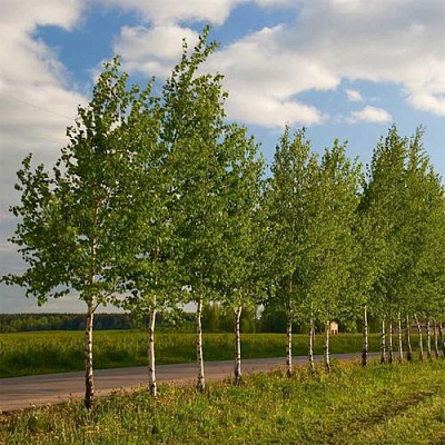 Береза обыкновенная в Кирове