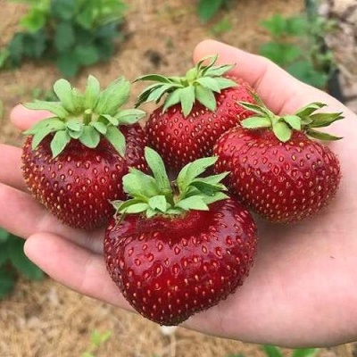 Клубника МАЛЬВИНА в Кирове