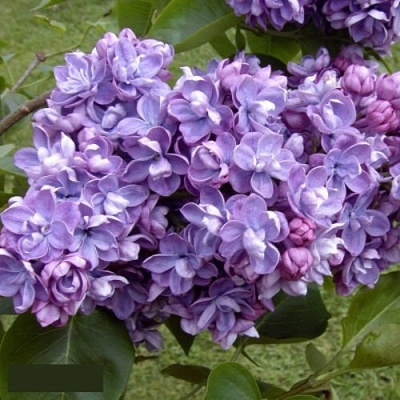 Сирень АМИ ШОТТ в Кирове