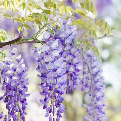 Глициния в Кирове