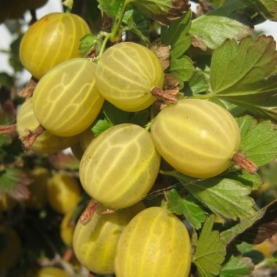 Крыжовник ЯРОВОЙ в Кирове