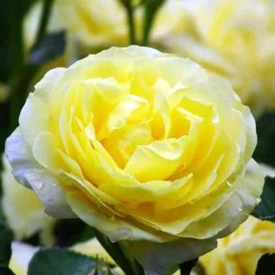 Роза КОМТЕСС ДЮ БАРИ флорибунда  в Кирове