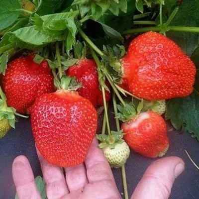 Клубника АЗИЯ в Кирове