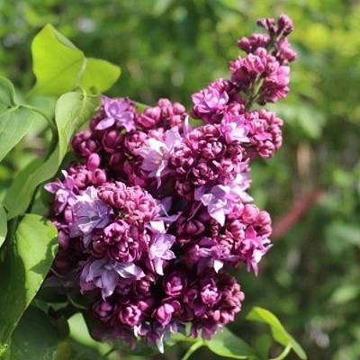 Сирень МАРШАЛ МАЛИНОВСКИЙ в Кирове