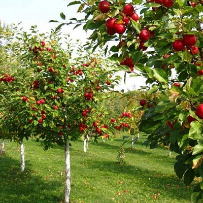 Плодовые деревья в Кирове