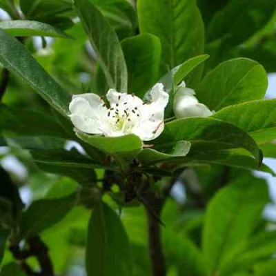 МУШМУЛА  в Кирове