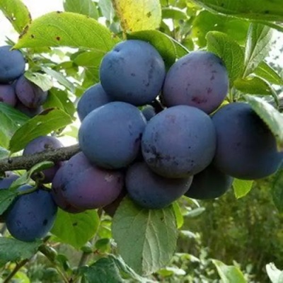 Слива КРОМАНЬ в Кирове