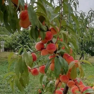 Персик ВУЛКАН в Кирове