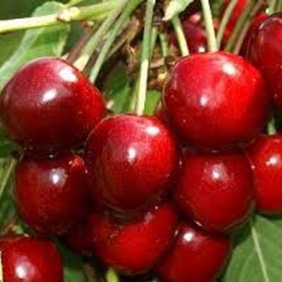 Черешня МИНЧАНКА в Кирове