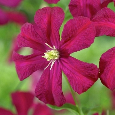 Клематис МАДАМ ДЖУЛИЯ КОРРЕВОН в Кирове