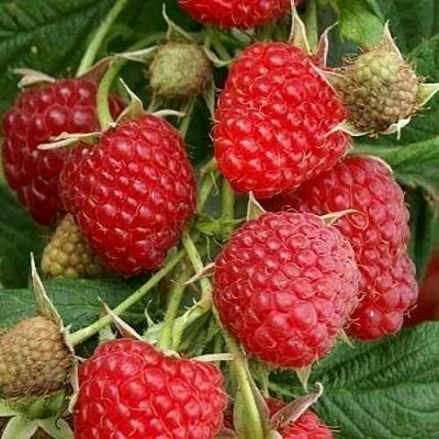 Малина ГЛЕН АМПЛ в Кирове