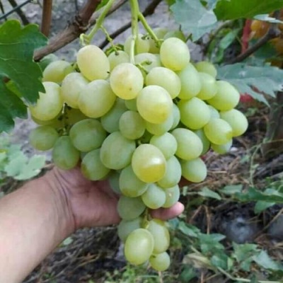 Виноград ВАНЮША в Кирове