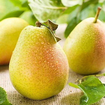 Сочная Сочная в Кирове