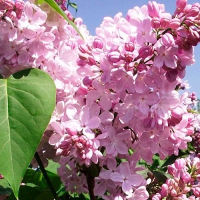 Сирень АДЕЛИНА в Кирове