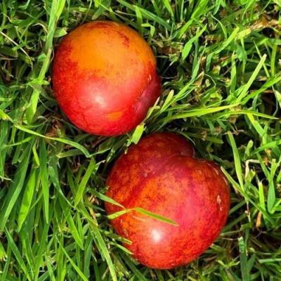 Шарафуга НЕКТАРИННАЯ в Кирове