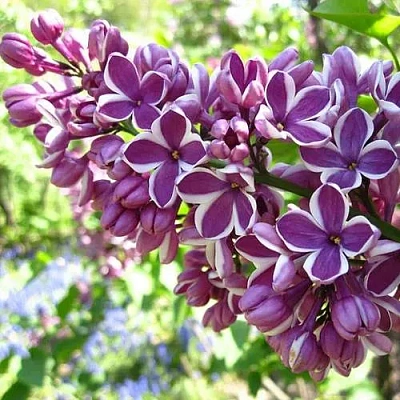 Сирень СЕНСАЦИЯ (привитая) в Кирове