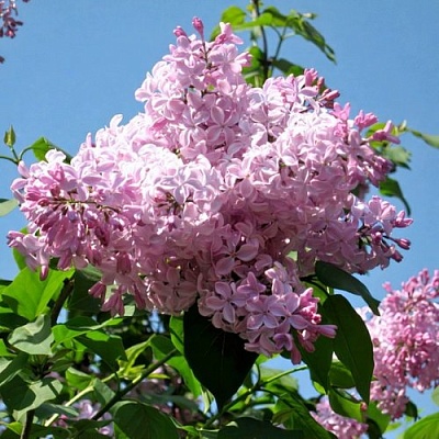 Сирень БУФФОН в Кирове