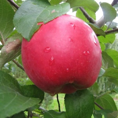 Яблоня АМУЛЕТ в Кирове
