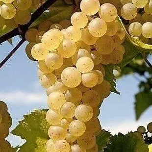 Неукрывные сорта  в Кирове