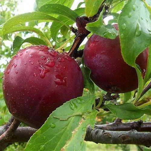 Слива КЛЕОПАТРА в Кирове