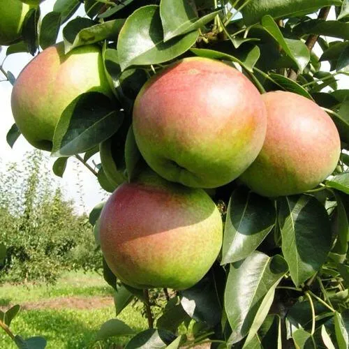 Груша КУПАЛА в Кирове