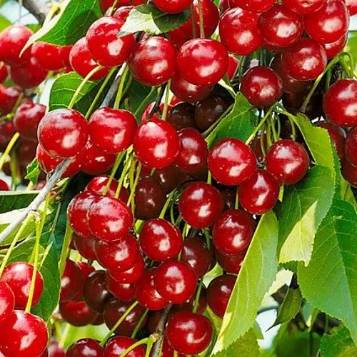 Вишня БРУСНИЦЫНА степная в Кирове