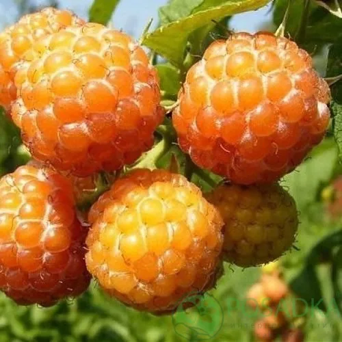 Малина КУМБЕРЛЕНД желтая в Кирове