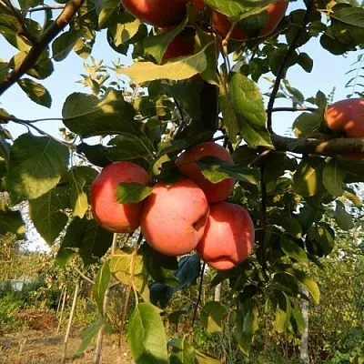 Красномясые сорта яблонь купить в Кирове, саженцы яблони с красной мякотью