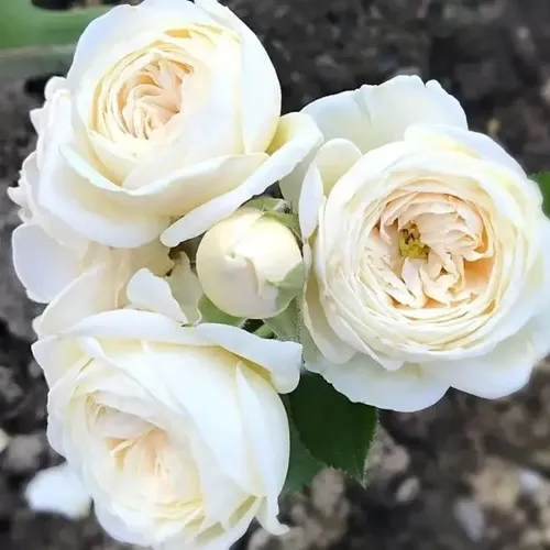 Роза АРТЕМИС шраб в Кирове
